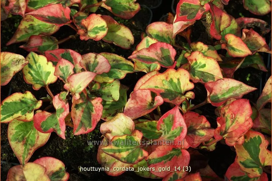 Houttuynia cordata 'Joker´s Gold'