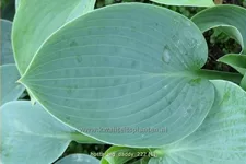 Hosta sieboldiana 'Big Daddy'