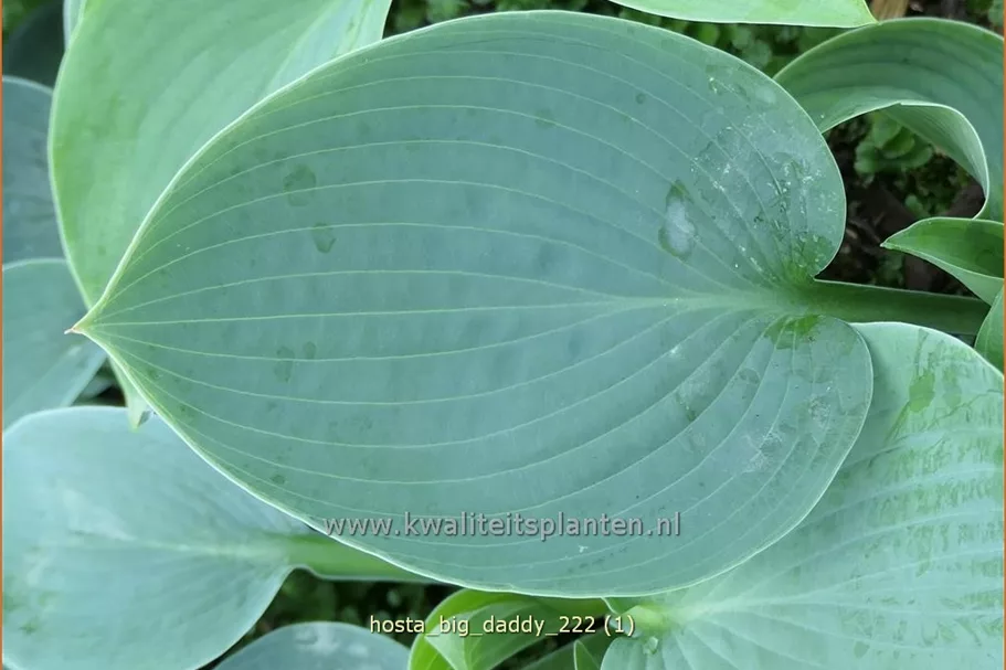 Hosta sieboldiana 'Big Daddy'