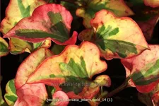 Houttuynia cordata 'Joker´s Gold'