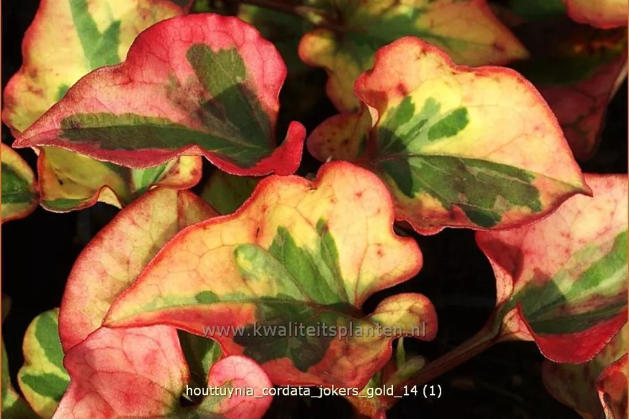 Houttuynia cordata 'Joker´s Gold'