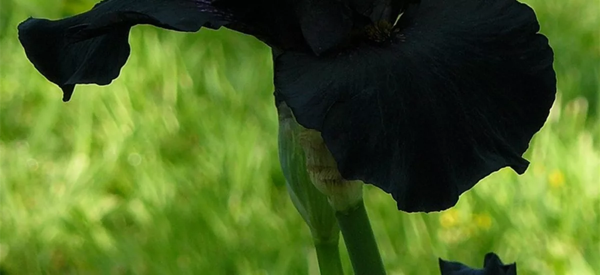 Iris x germanica 'Black Knight'