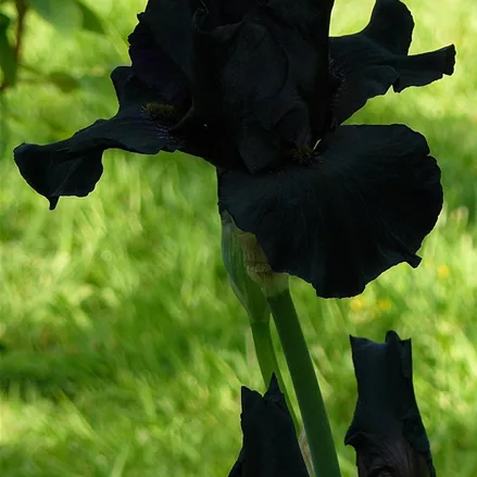 Iris x germanica 'Black Knight'