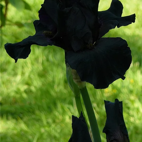 Iris x germanica 'Black Knight'