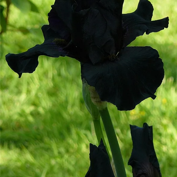 Iris x germanica 'Black Knight'