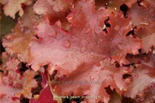 Heuchera 'Peach Crisp'