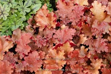 Heuchera 'Peach Crisp'