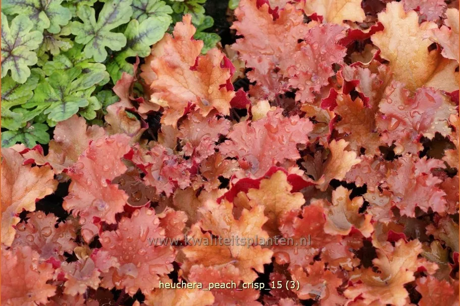 Heuchera 'Peach Crisp'