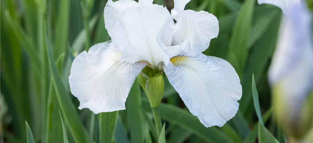 Iris x germanica 'English Cottage'