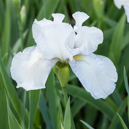 Iris x germanica 'English Cottage'