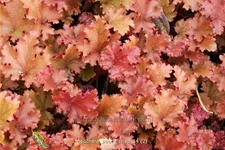 Heuchera 'Peach Crisp'