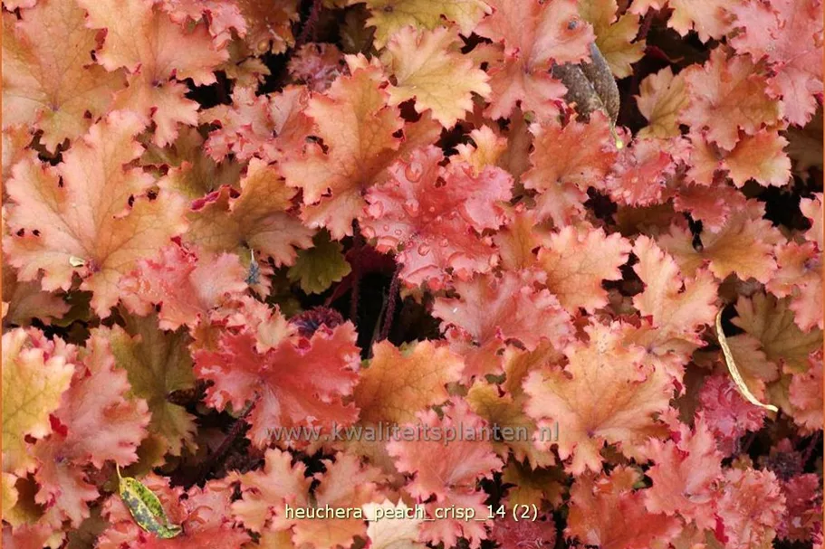 Heuchera 'Peach Crisp'
