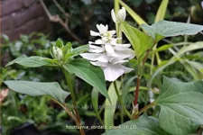 Houttuynia cordata 'Plena'