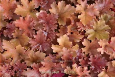 Heuchera 'Peach Crisp'