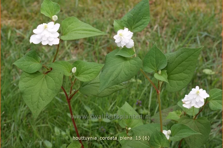 Houttuynia cordata 'Plena'