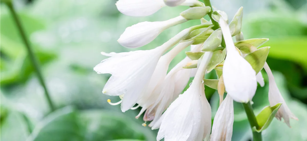Hosta sieboldiana 'Big Mama'