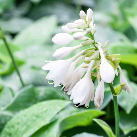 Hosta sieboldiana 'Big Mama'