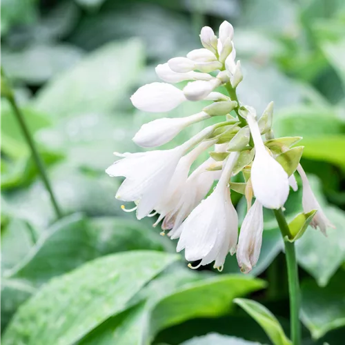 Hosta sieboldiana 'Big Mama'