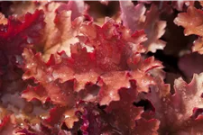 Heuchera 'Peach Crisp'