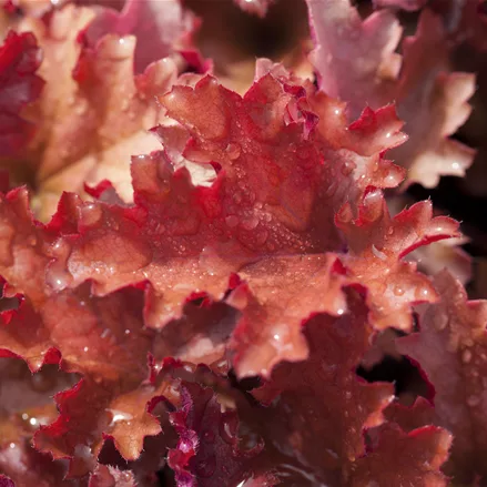 Heuchera 'Peach Crisp'