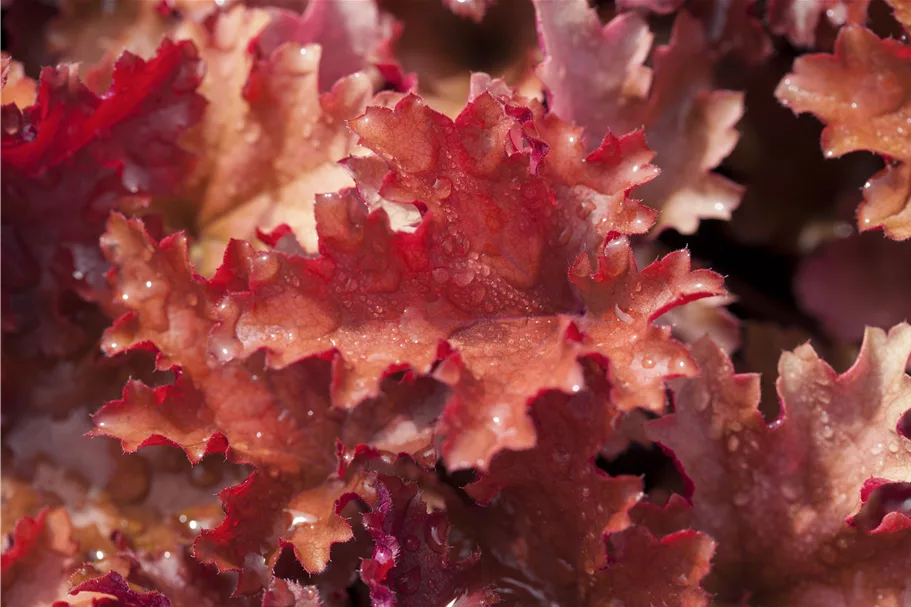 Heuchera 'Peach Crisp'