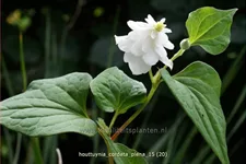 Houttuynia cordata 'Plena'