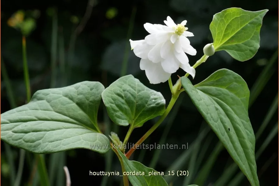 Houttuynia cordata 'Plena'