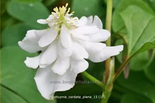 Houttuynia cordata 'Plena'