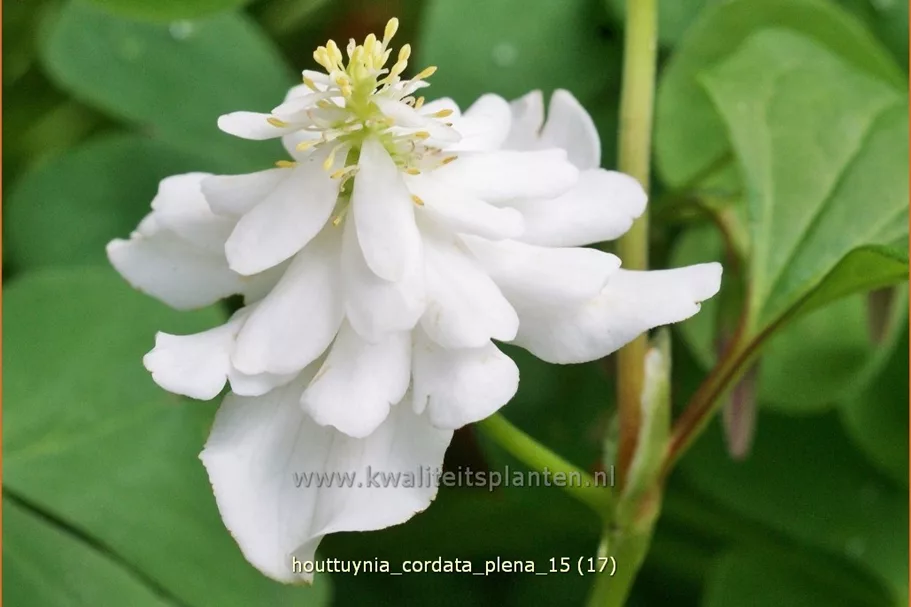 Houttuynia cordata 'Plena'