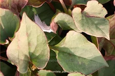 Houttuynia cordata 'Plena'