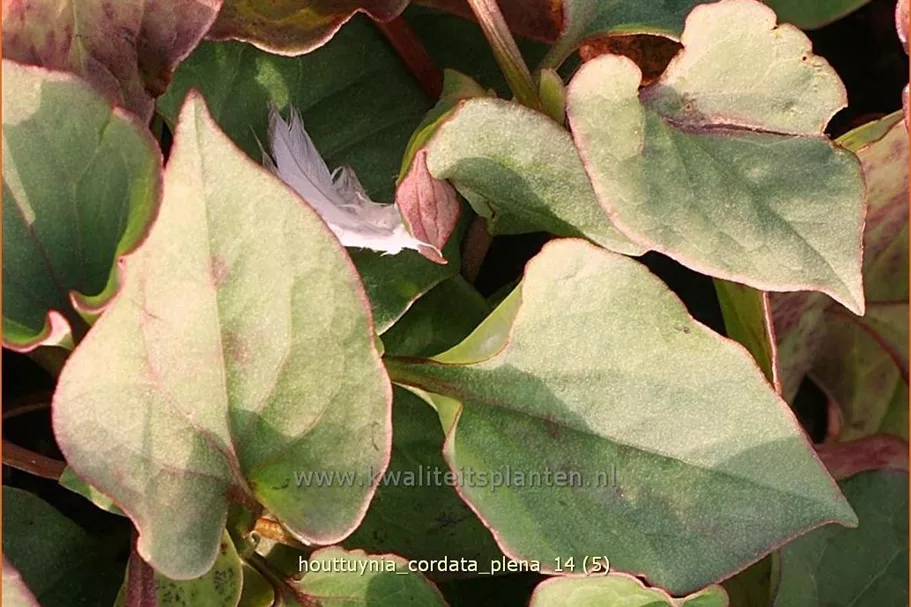 Houttuynia cordata 'Plena'