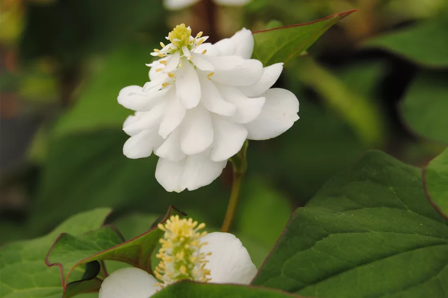 Houttuynia cordata 'Plena'