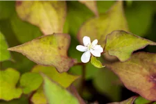Houttuynia cordata 'Plena'