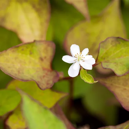 Houttuynia cordata 'Plena'