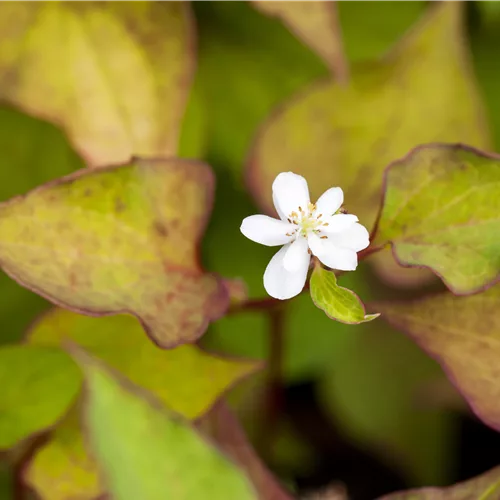 Houttuynia cordata 'Plena'