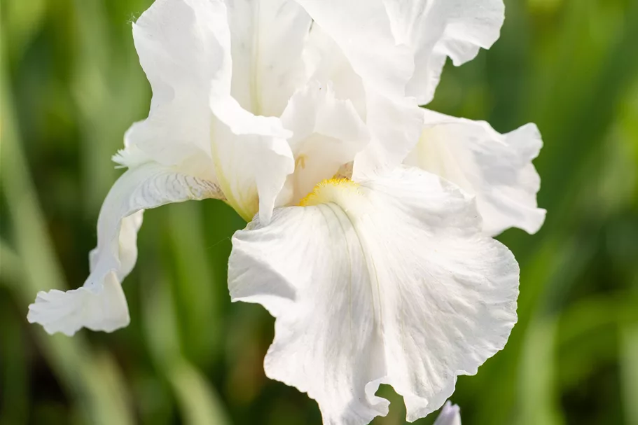 Iris x germanica 'Immortality'
