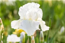 Iris x germanica 'Immortality'