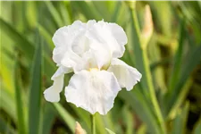 Iris x germanica 'Immortality'