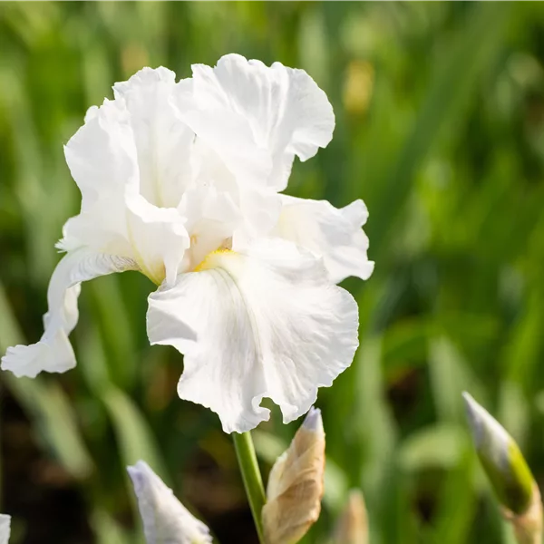 Iris x germanica 'Immortality'