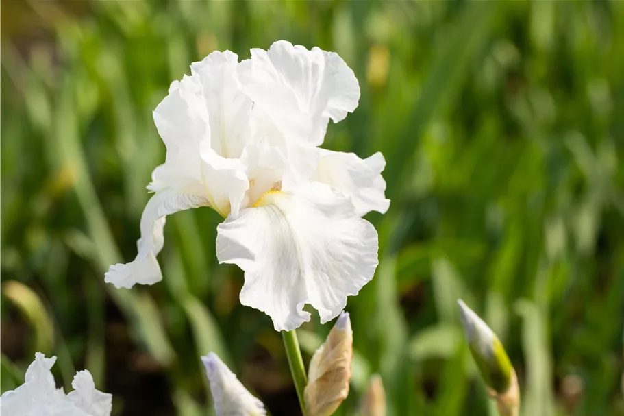 Iris x germanica 'Immortality'