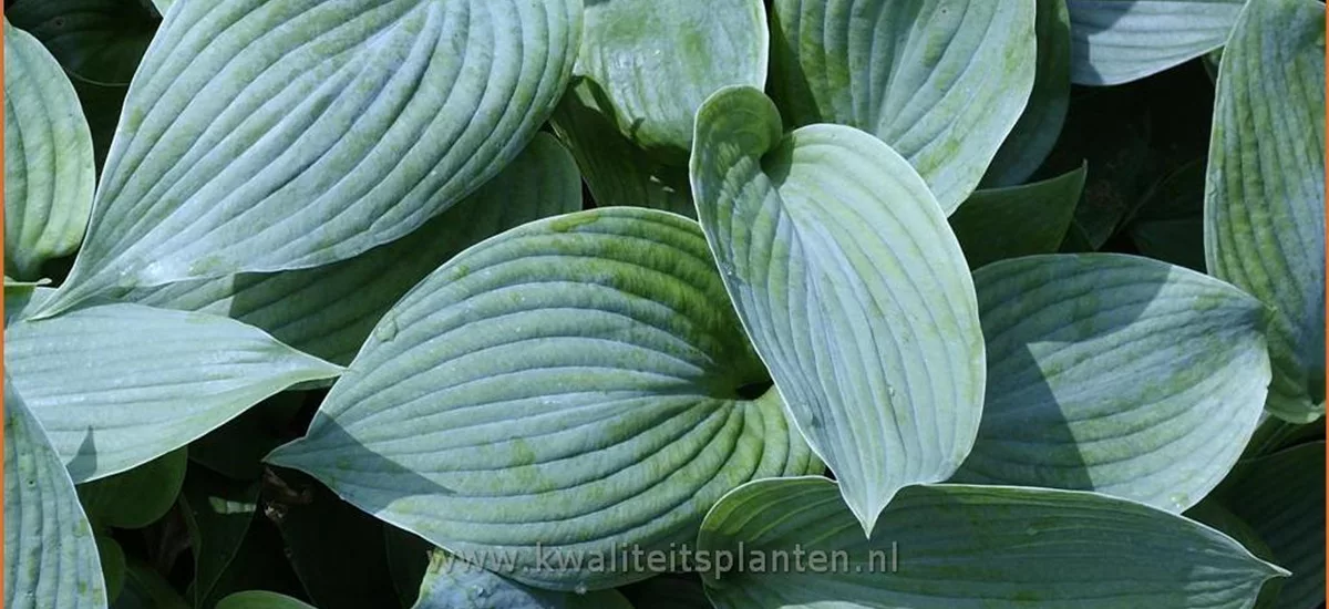 Hosta sieboldiana 'Blue Angel'