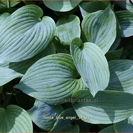 Hosta sieboldiana 'Blue Angel'