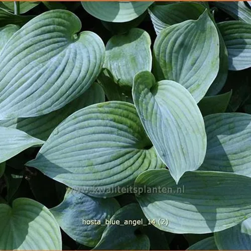 Hosta sieboldiana 'Blue Angel'