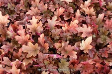 Heuchera micrantha 'Peach Flambe'