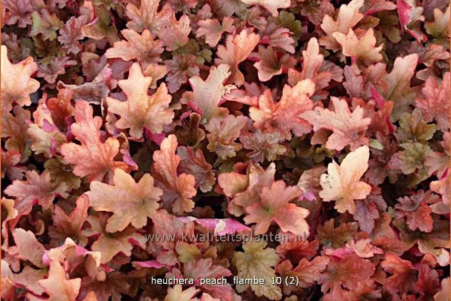 Heuchera micrantha 'Peach Flambe'