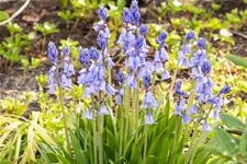 Hyacinthoides hispanica 'Excelsior'