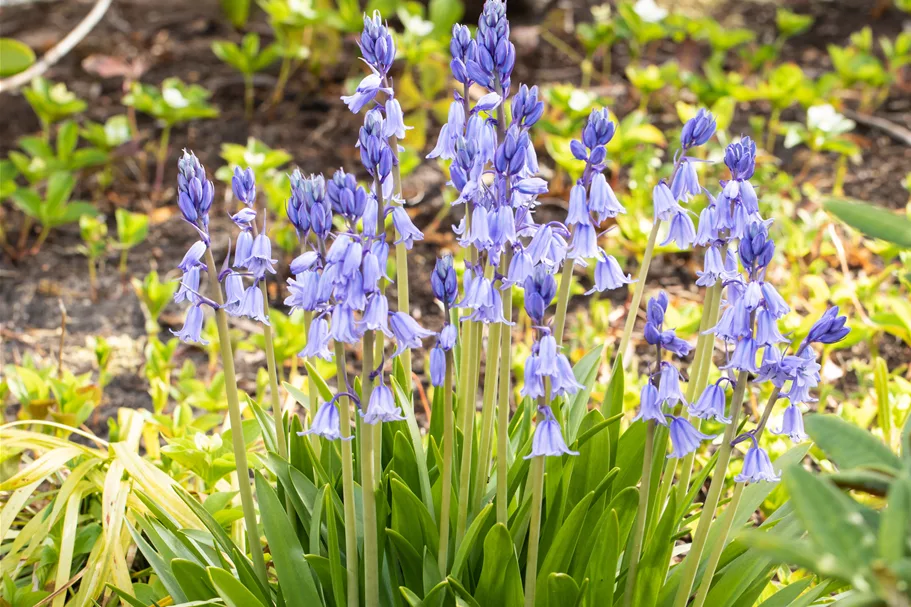 Hyacinthoides hispanica 'Excelsior'