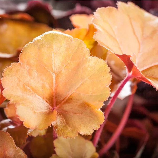 Heuchera micrantha 'Peach Flambe'