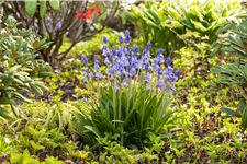 Hyacinthoides hispanica 'Excelsior'