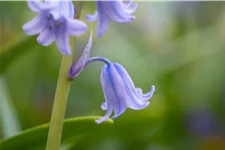 Hyacinthoides hispanica 'Excelsior'